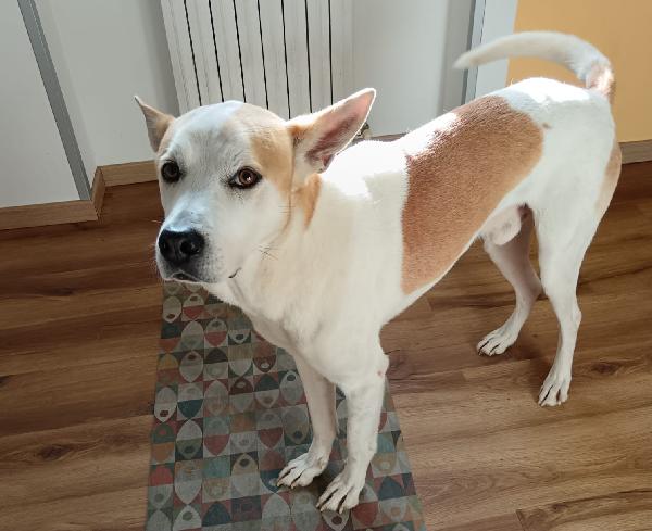 Meeko, dal divano al canile Foto 5